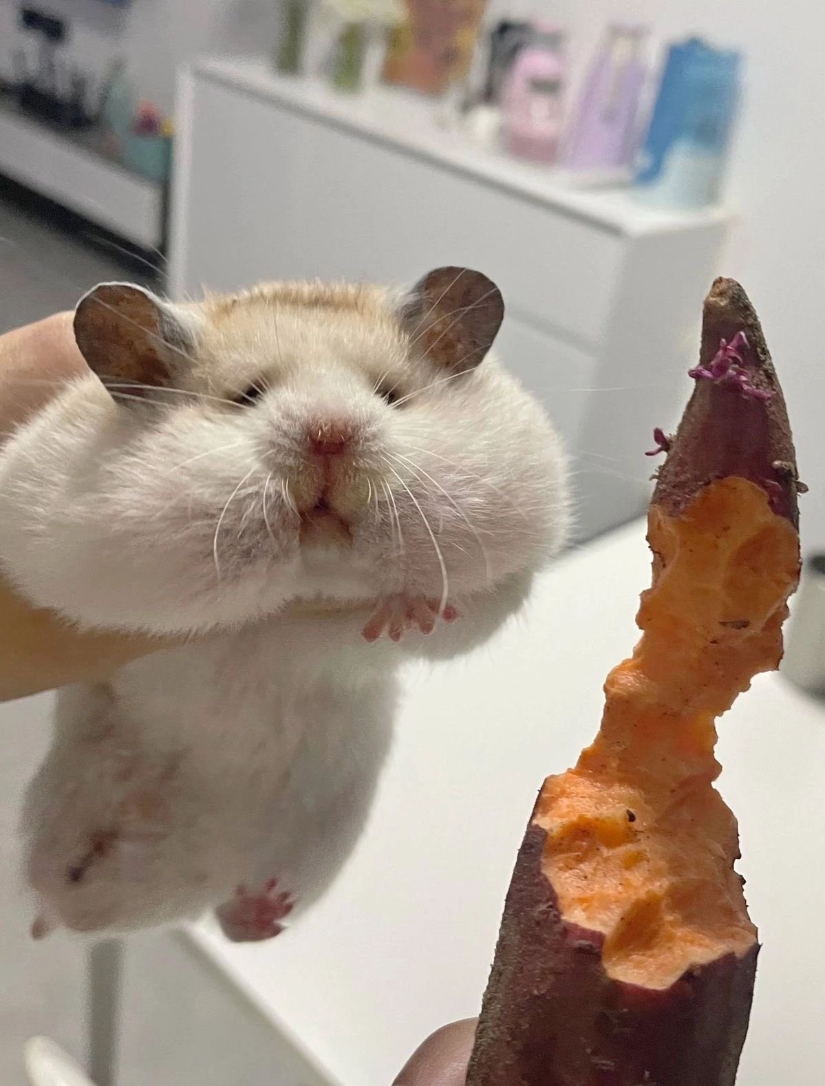 [잡담] 얘 쇼타로 | 인스티즈