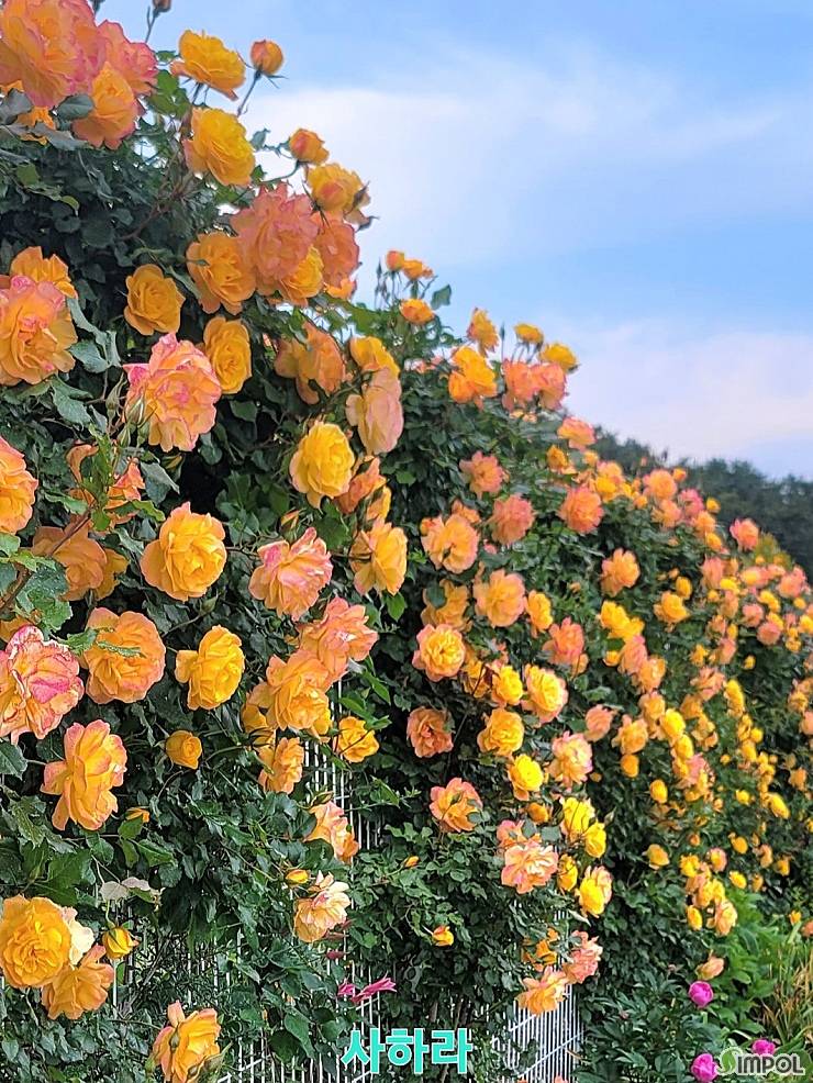 [잡담] 이런 장미 색 예쁘다 | 인스티즈