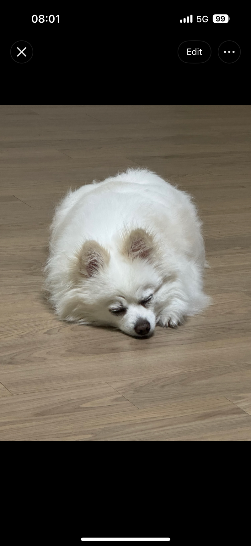 [잡담] 이 강아지 프사 짝남이 보기에 어때 | 인스티즈