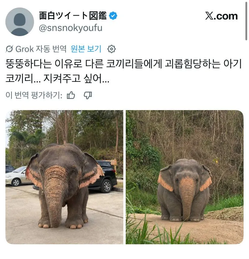 [잡담] 뚱뚱해서 왕따 당하는 코끼리래... | 인스티즈