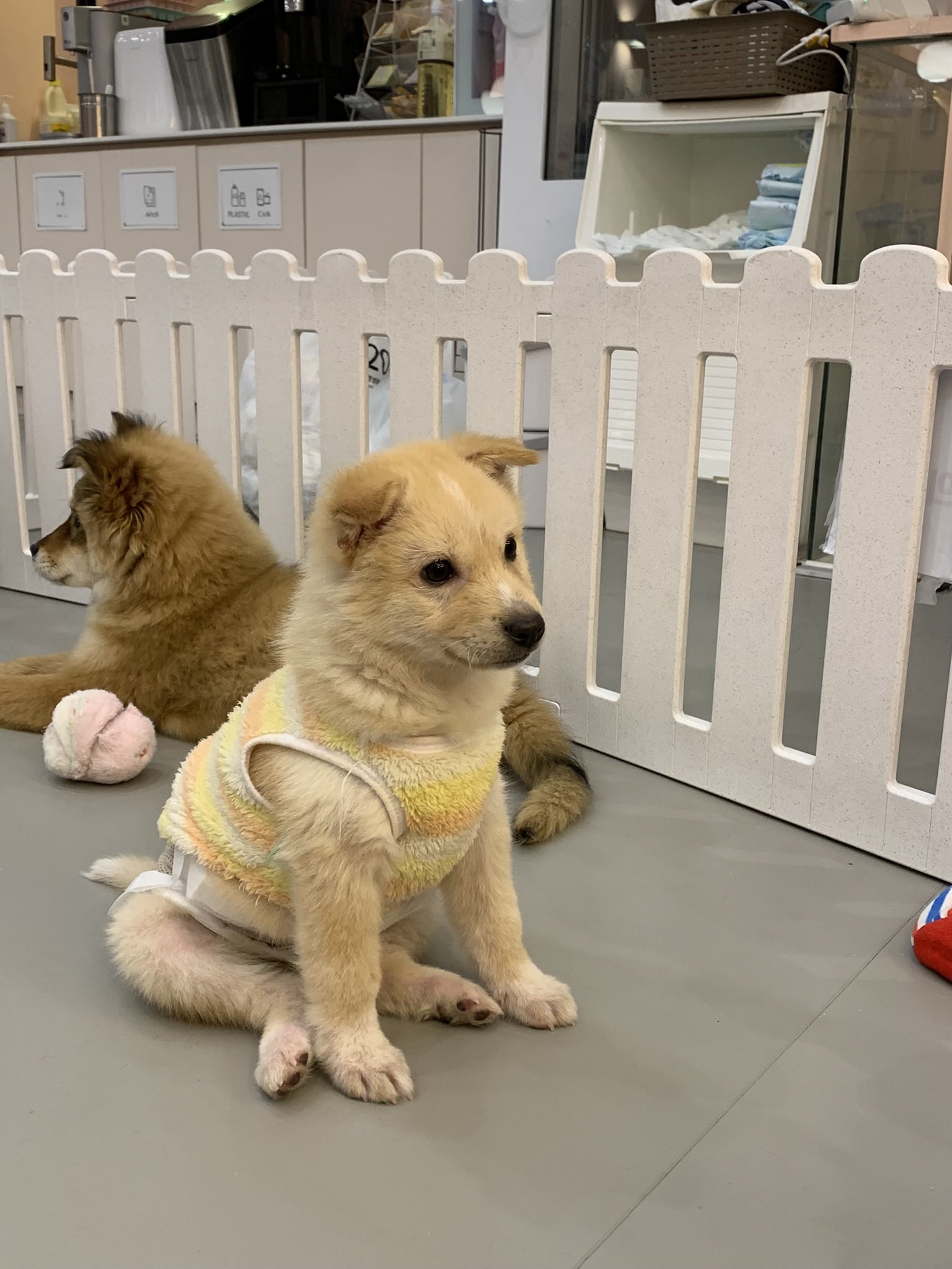 [잡담] 강아지 너무 귀엽지? | 인스티즈