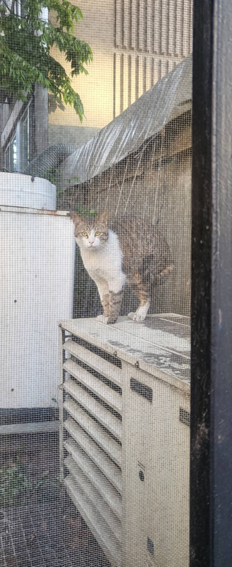 [잡담] 이거 고양이가 적대감느끼는자세인가..? | 인스티즈