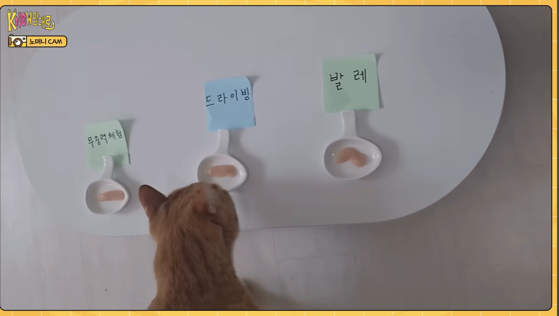 [잡담] 자컨 아이템을 반려묘가 골라주는 아이돌이 있다 | 인스티즈