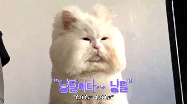 [잡담] 아씨 밑에 강호동 고양이상이냔 글 보고 궁금해서 찾아봤는데 | 인스티즈