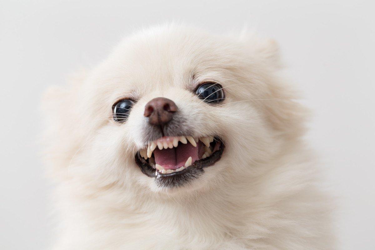 [잡담] 앤더블 장하오 덮머하니까 그런 느낌이야 | 인스티즈