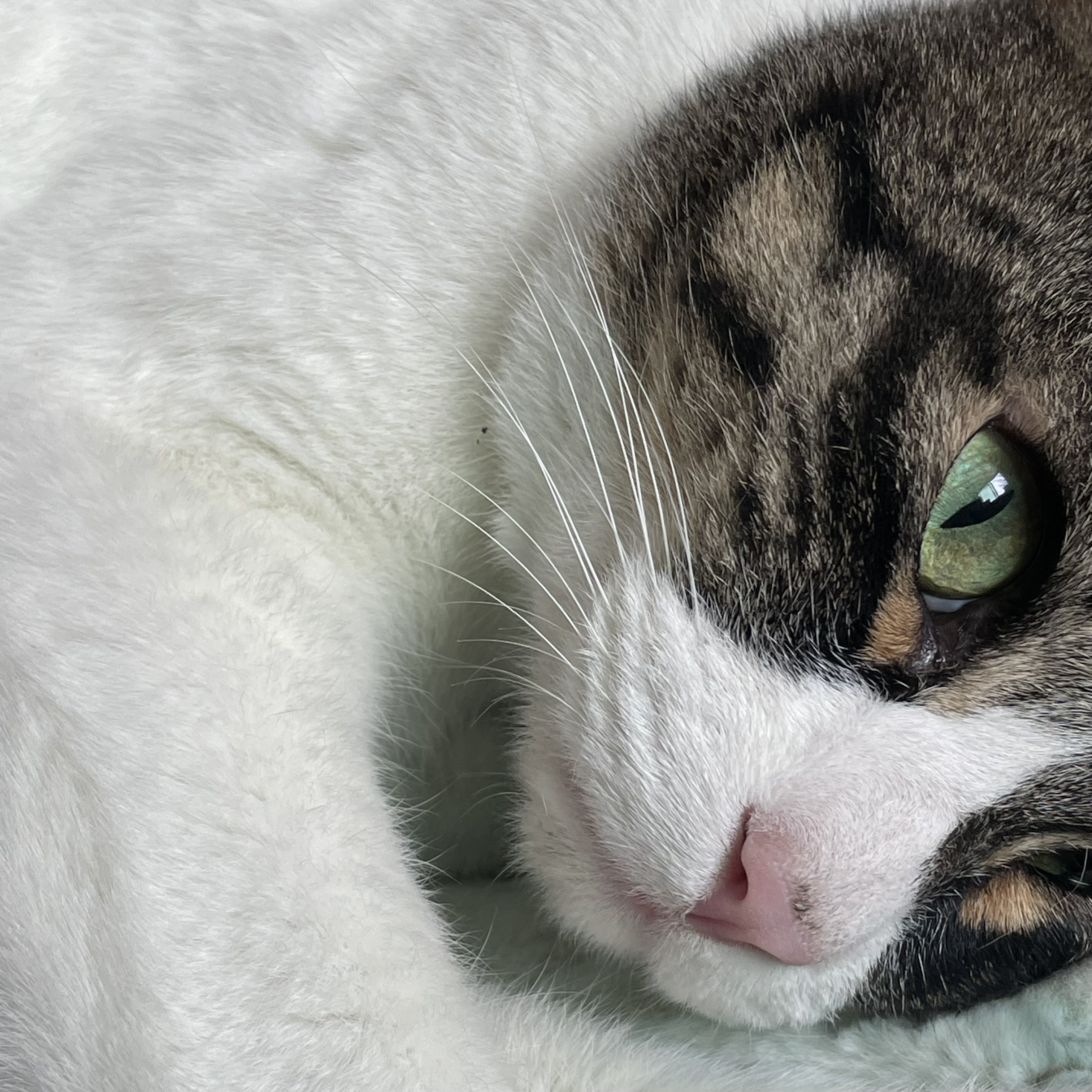 [잡담] 우리집 고양이 진짜 귀여운 점 내가 늦잠자면 자기 루틴망가졌다고 | 인스티즈