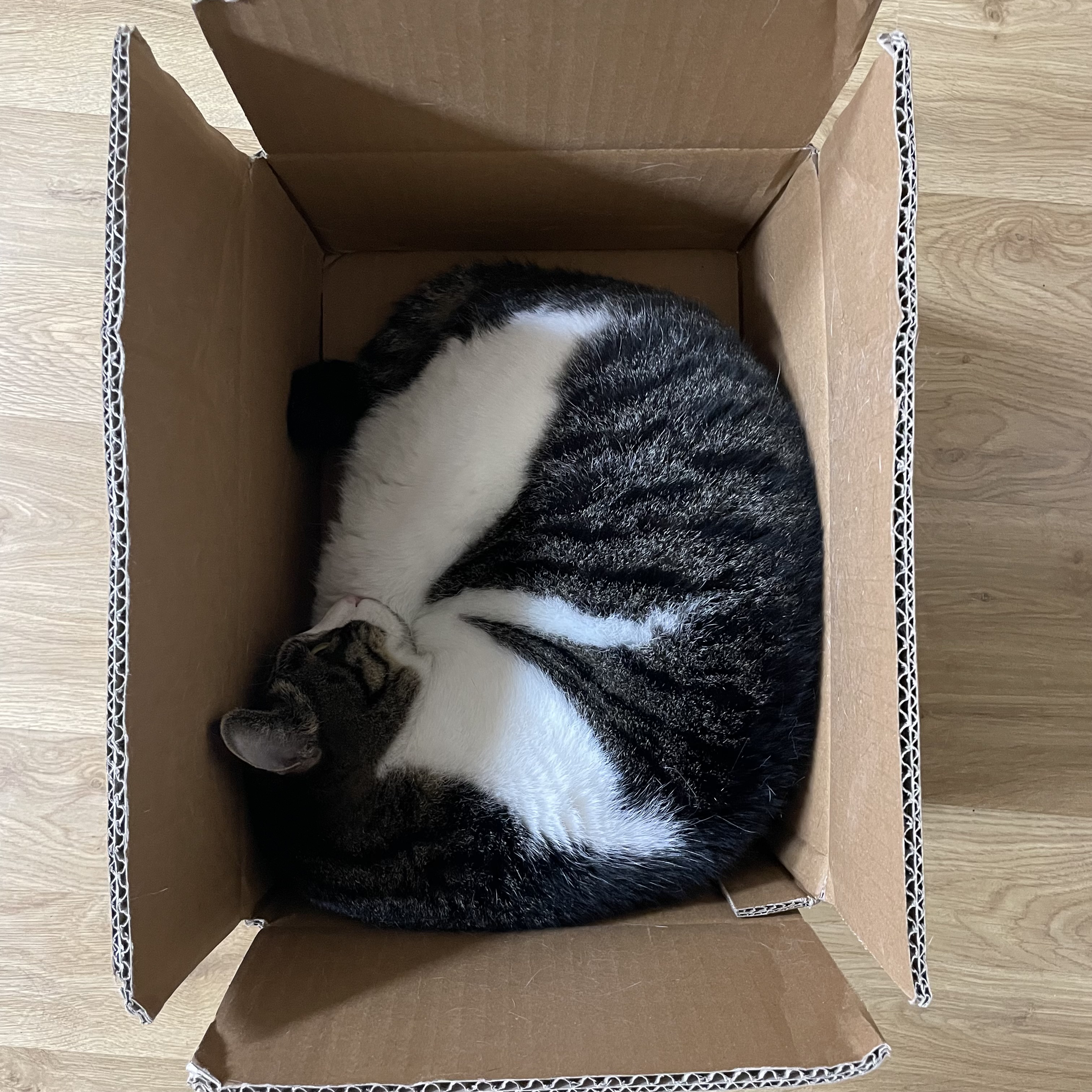 [잡담] 우리집 고양이 진짜 귀여운 점 내가 늦잠자면 자기 루틴망가졌다고 | 인스티즈