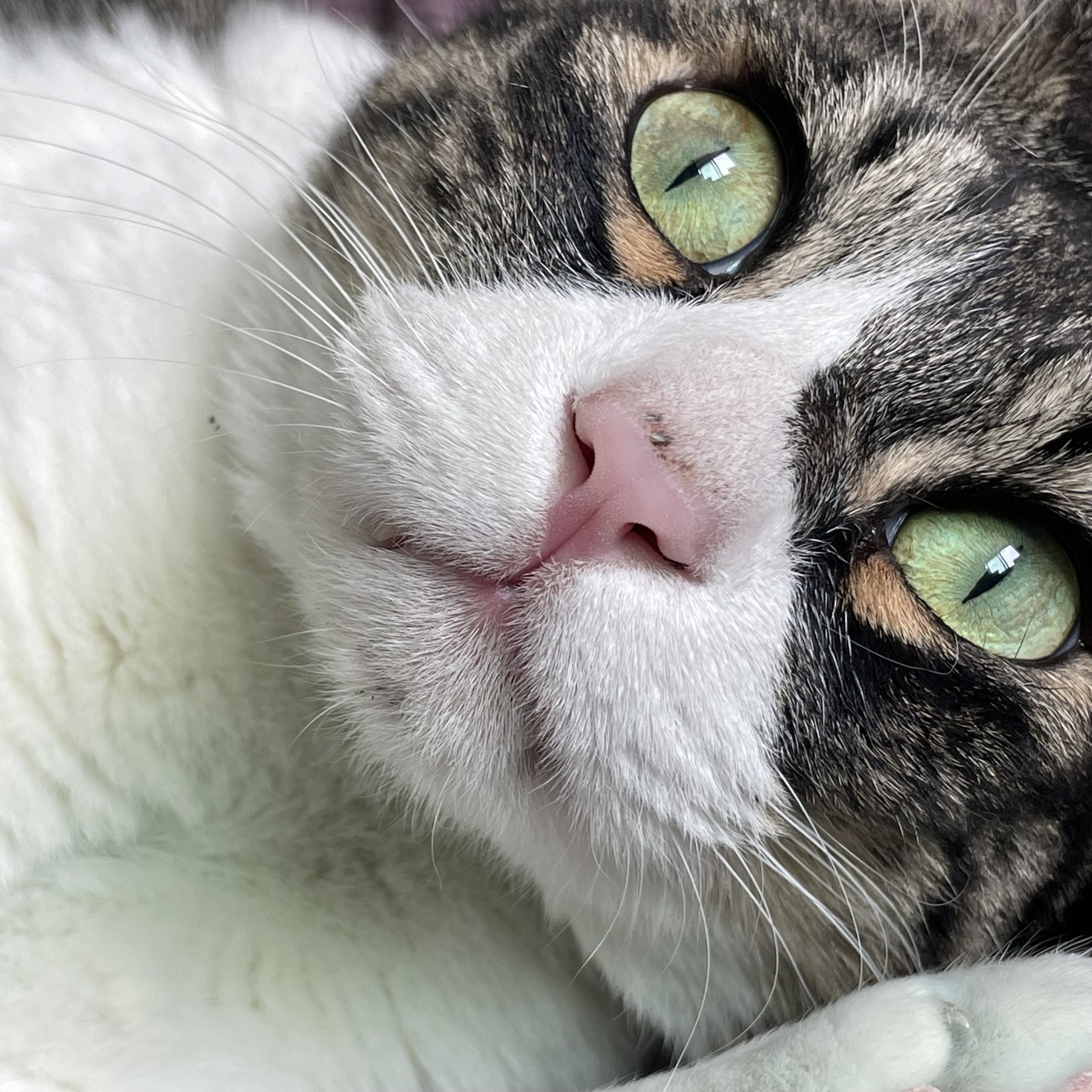 [잡담] 우리집 고양이 진짜 귀여운 점 내가 늦잠자면 자기 루틴망가졌다고 | 인스티즈