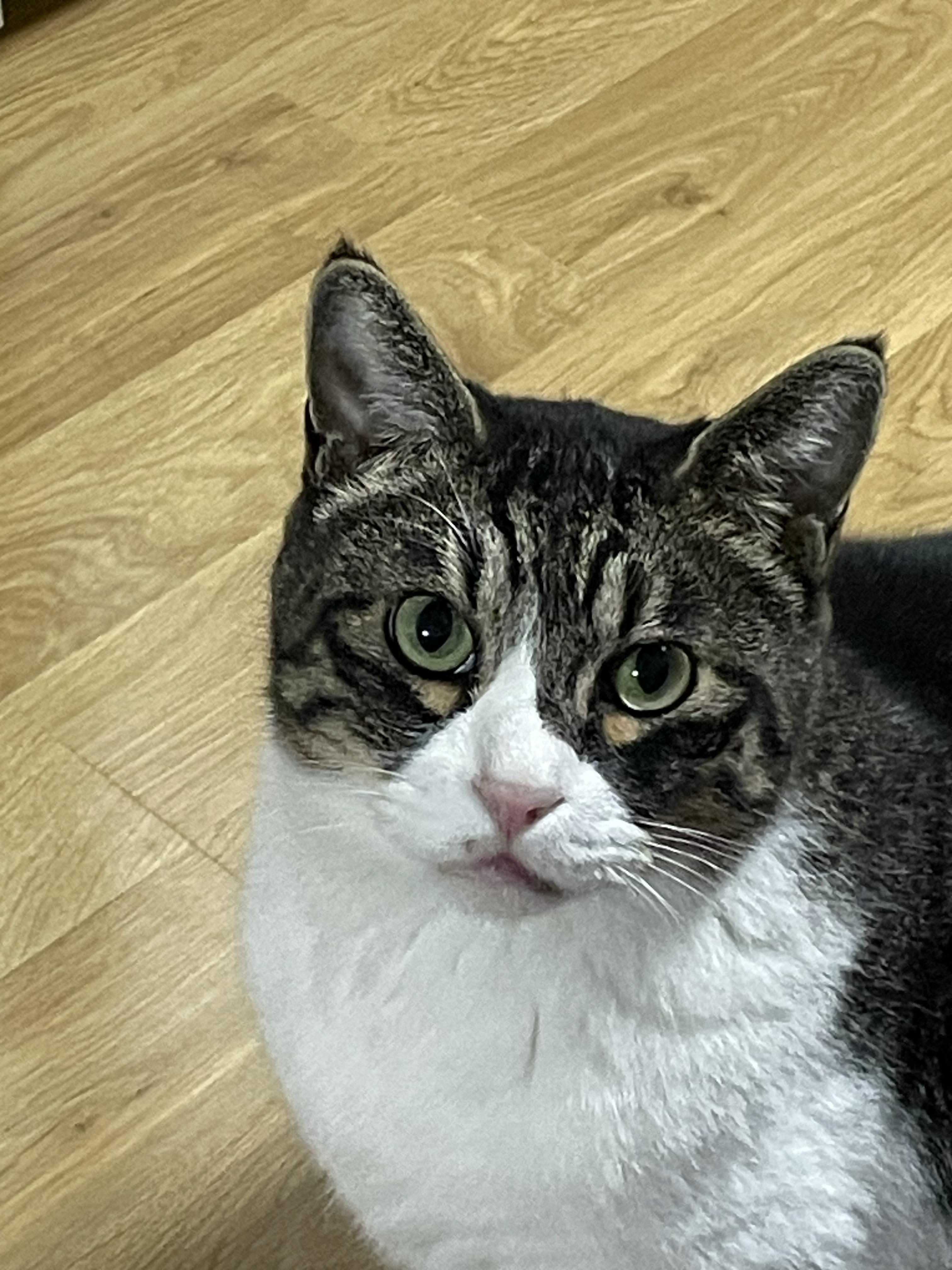 [잡담] 우리집 고양이 진짜 귀여운 점 내가 늦잠자면 자기 루틴망가졌다고 | 인스티즈