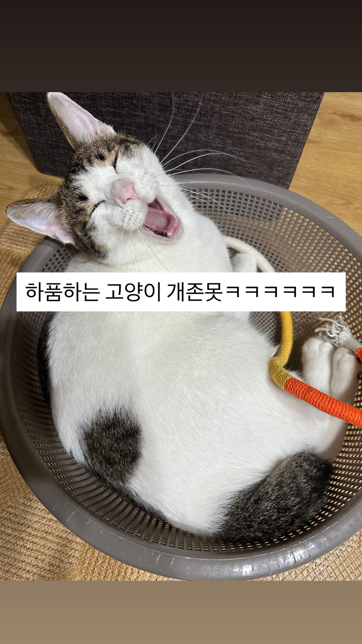 [잡담] 하품하는 고양이 개못생긴거 아는사람 | 인스티즈