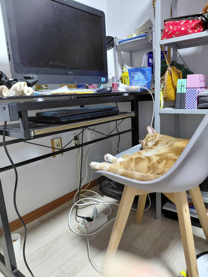 [잡담] 오늘 저녁은 게임 좀 할랬는데 고양이놈이 못하게함 | 인스티즈
