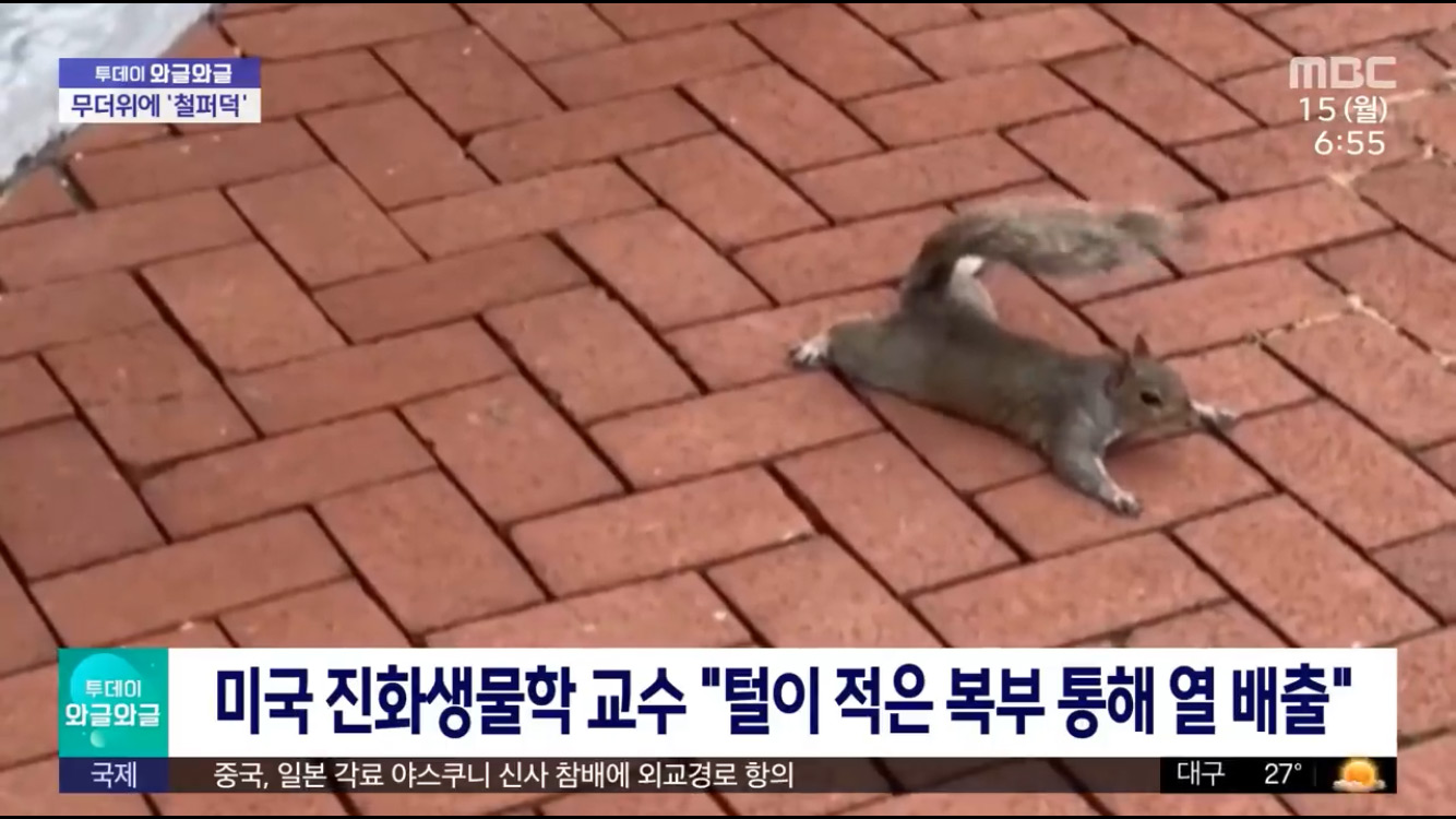 [잡담] 우리 다람쥐들 길에서 이러고 있어도 당황하지 말자 | 인스티즈