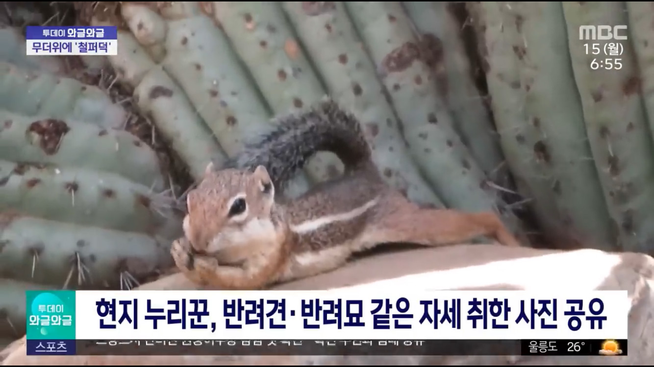 [잡담] 우리 다람쥐들 길에서 이러고 있어도 당황하지 말자 | 인스티즈