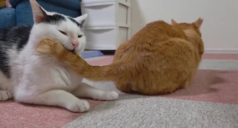 [잡담] 하품하다가 고양이 꼬리 먹음 | 인스티즈