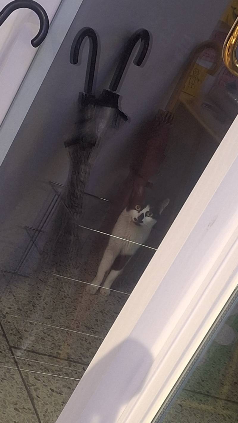 [잡담] 지금 무인카페인데 고양이 발견함ㅋㅋ | 인스티즈