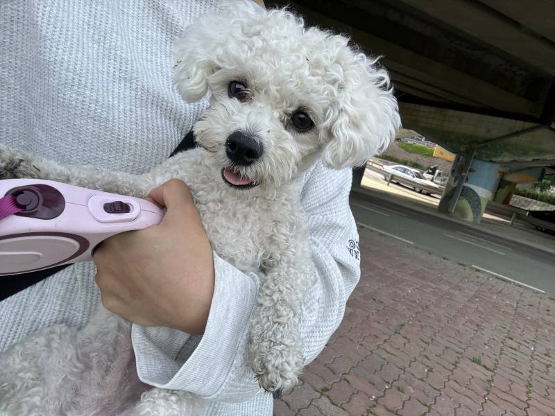 [잡담] 출근하다 강아지 주음(?) | 인스티즈
