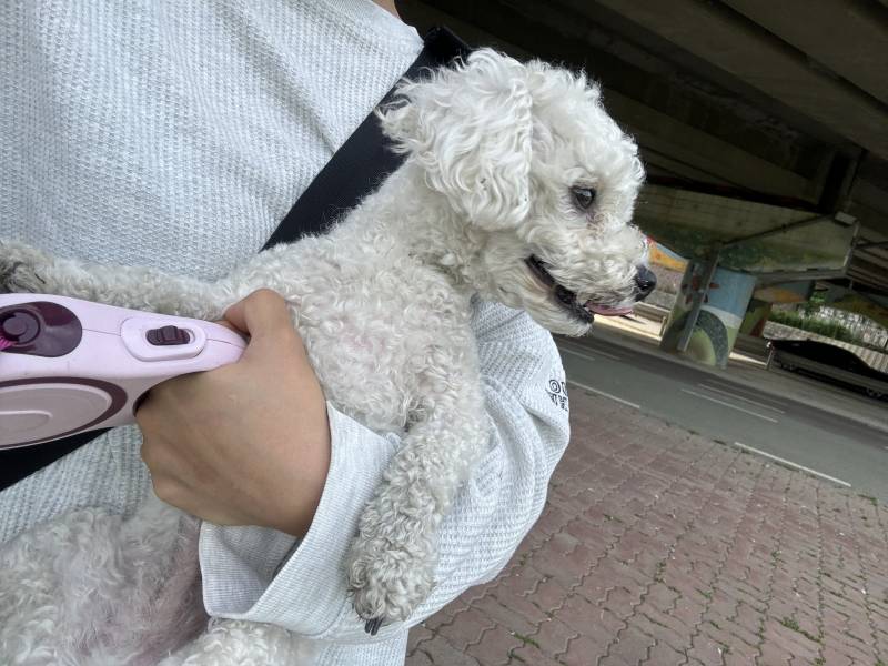 [잡담] 출근하다 강아지 주음(?) | 인스티즈