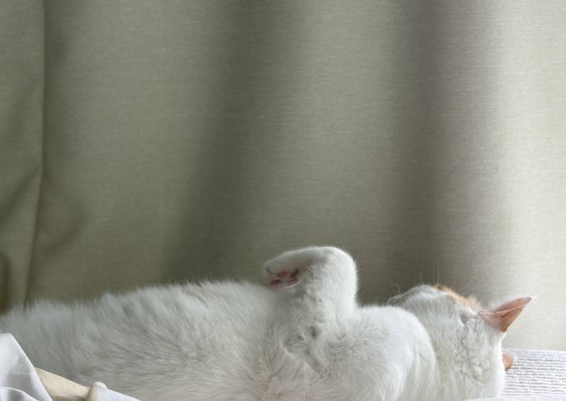 [잡담] 우리집 고양이 사람처럼 잔다 | 인스티즈