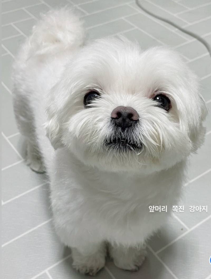 [잡담] 나 우리집 견 사진 제법 웃기게 찍는 재능 있음 | 인스티즈