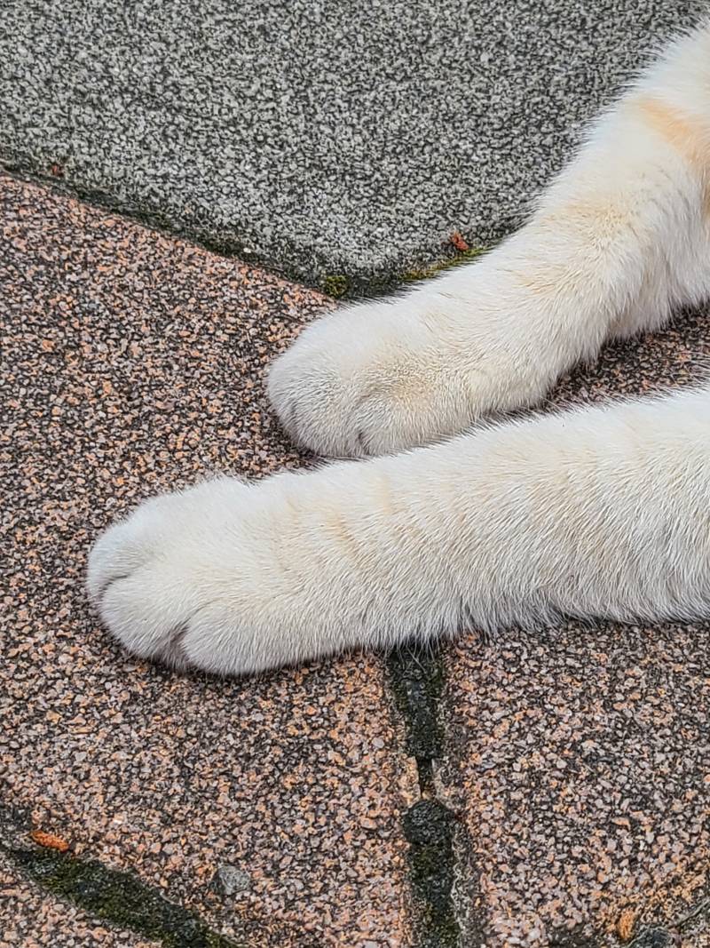 [잡담] 아는 고양이 앞발 | 인스티즈