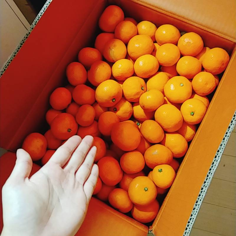 [잡담] 제주 친구가 있으면 한여름에도 귤을 먹을 수 있다 | 인스티즈