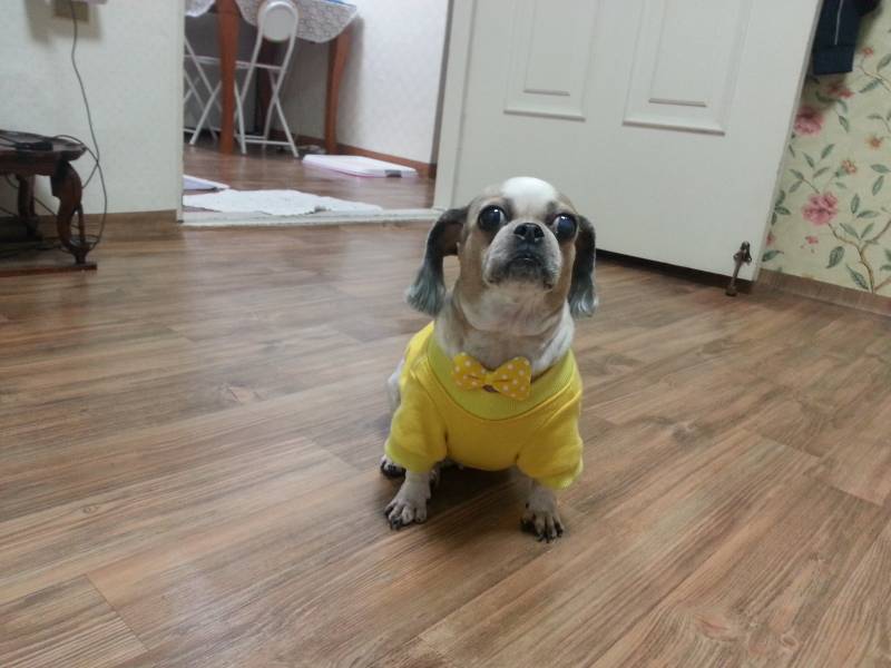 [잡담] 난 우리집 시츄 가나디 자랑해도 되니 | 인스티즈
