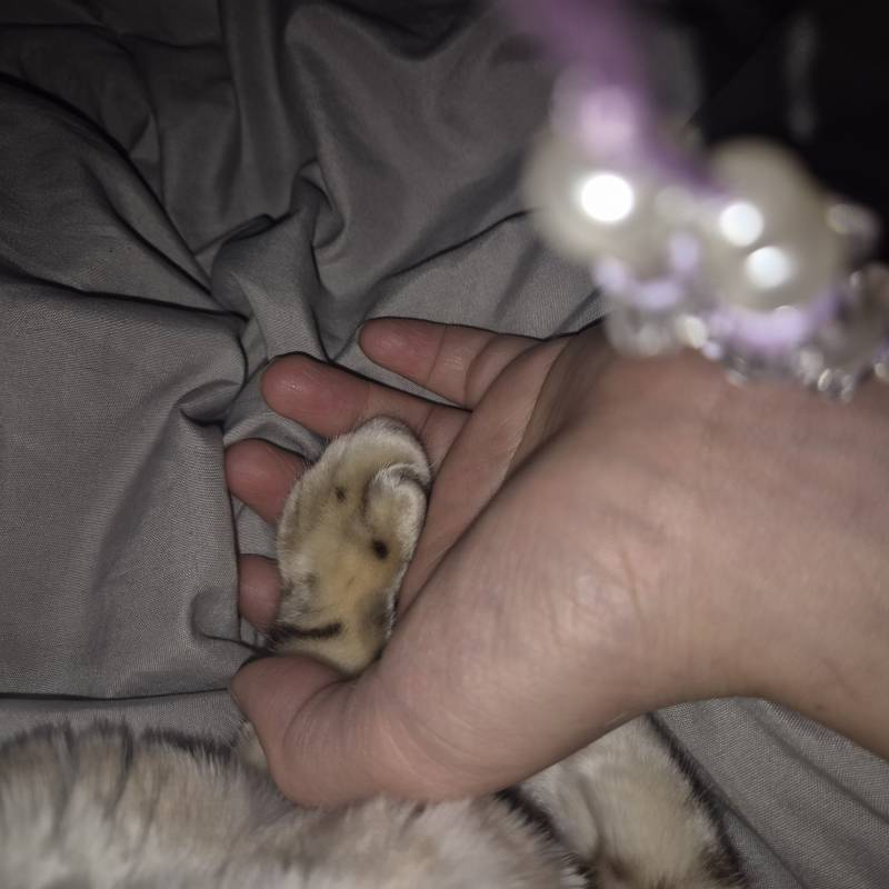 [잡담] 고양이 손 잡고 자는중 | 인스티즈