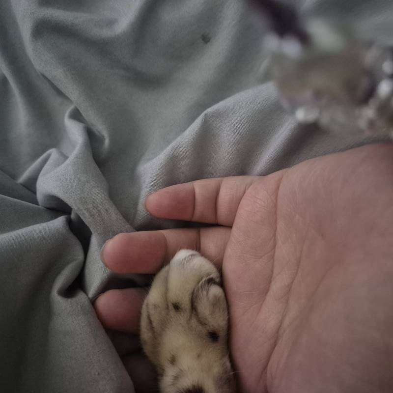 [잡담] 고양이 손 잡고 자는중 | 인스티즈