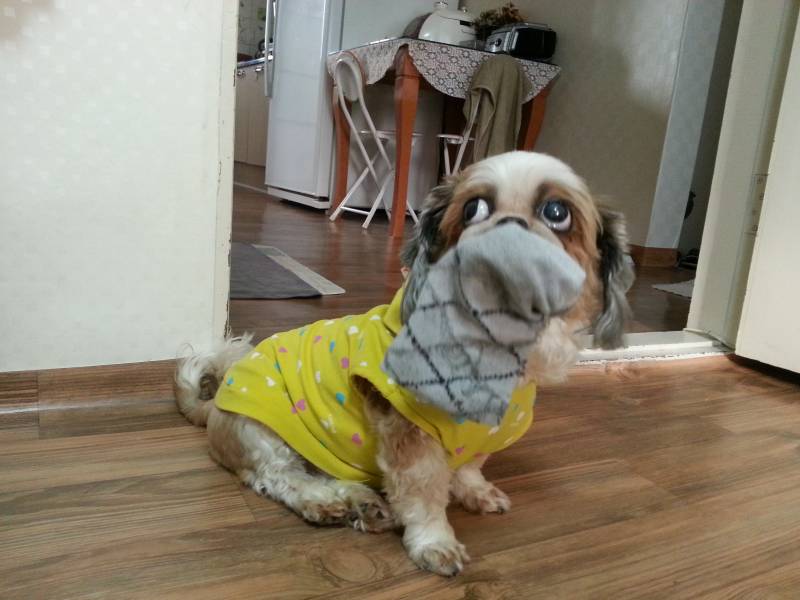 [잡담] 난 우리집 시츄 가나디 자랑해도 되니 | 인스티즈