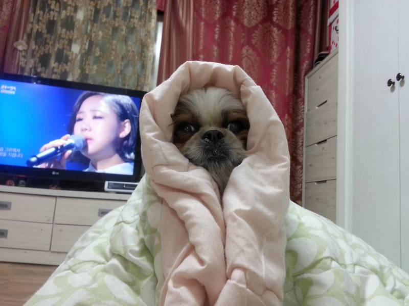 [잡담] 난 우리집 시츄 가나디 자랑해도 되니 | 인스티즈