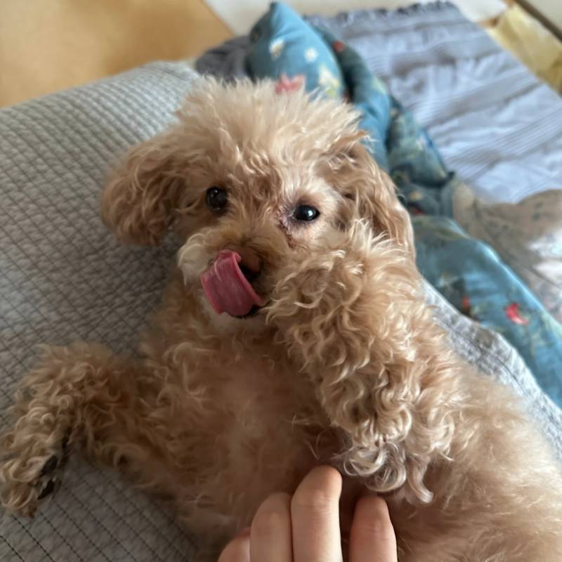 [잡담] 우리집 멍냥이들도 보고가❤️🍀 | 인스티즈
