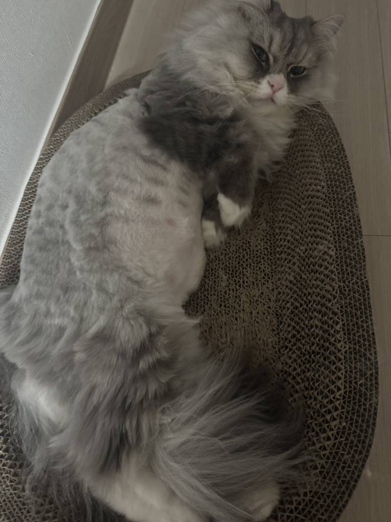 [잡담] 우리고양이 털빨인 줄 알았는데 털 밀어도 뚱뚱해 | 인스티즈