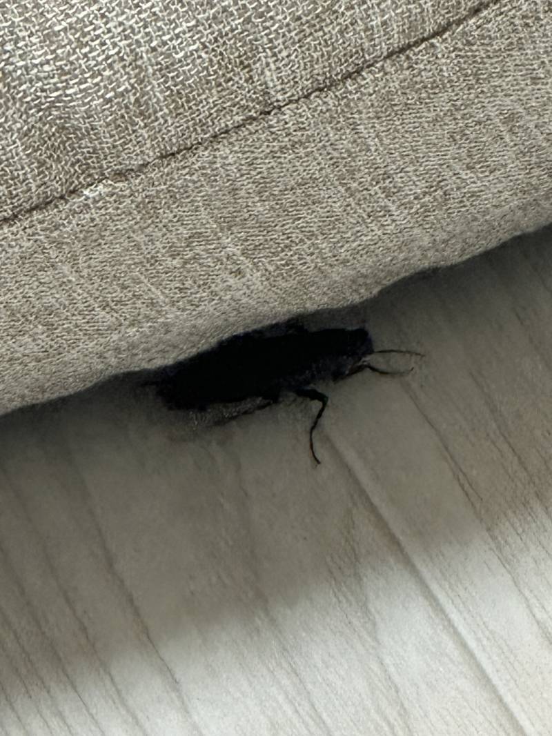 [잡담] ㅎㅇㅈㅇ) 이거 바퀴벌레야?ㅠㅠㅠ | 인스티즈