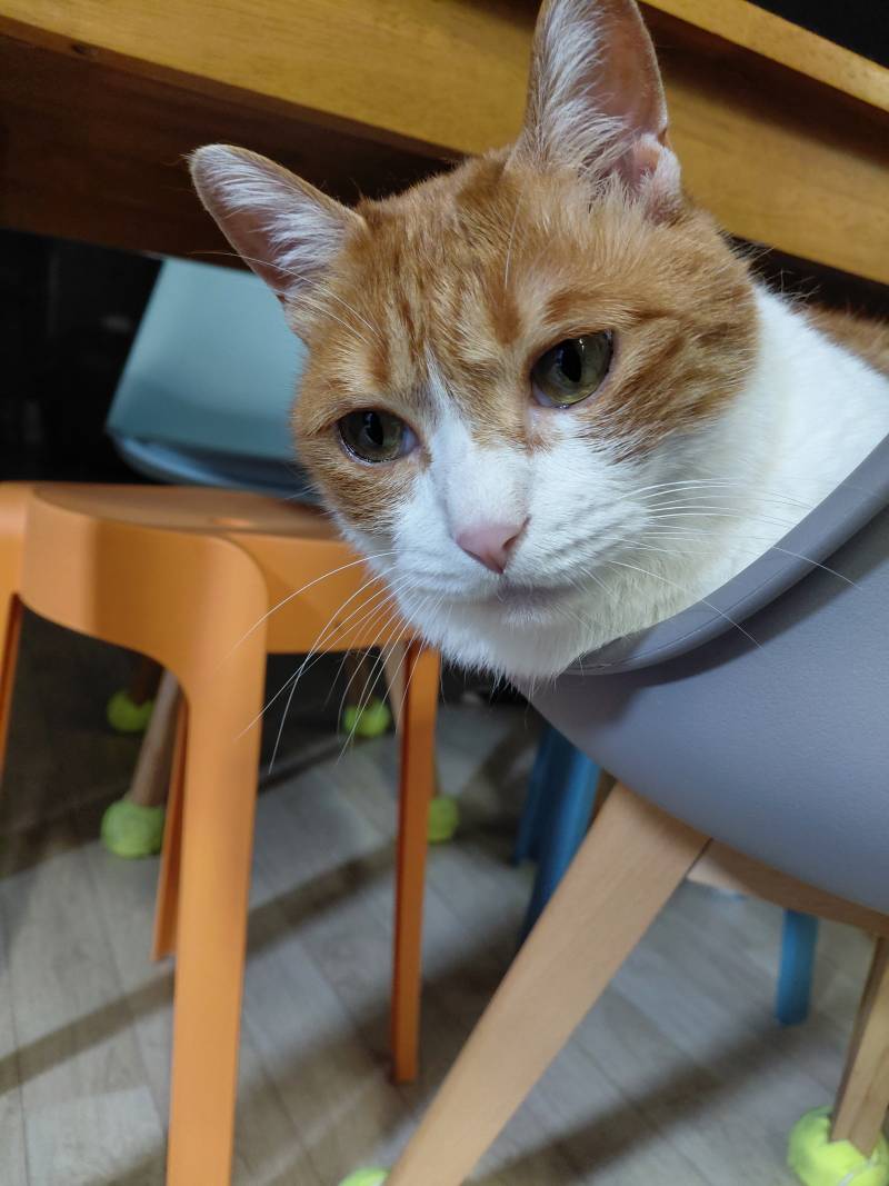 [잡담] 아까 목욕중인 고양이 올렸던 파니인데 목욕후 뽀송해진 냥이도 올려봄 | 인스티즈
