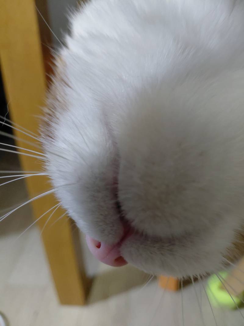 [잡담] 아까 목욕중인 고양이 올렸던 파니인데 목욕후 뽀송해진 냥이도 올려봄 | 인스티즈