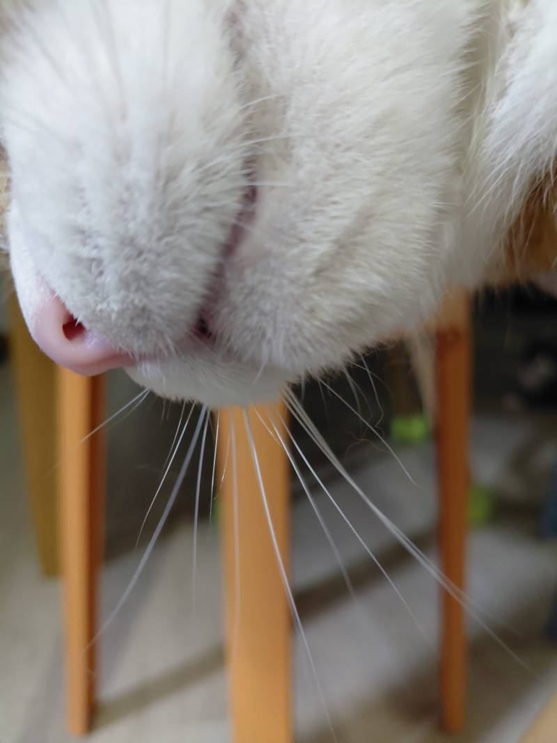 [잡담] 아까 목욕중인 고양이 올렸던 파니인데 목욕후 뽀송해진 냥이도 올려봄 | 인스티즈
