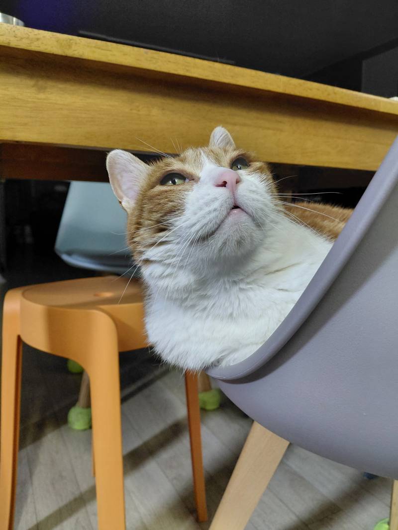 [잡담] 아까 목욕중인 고양이 올렸던 파니인데 목욕후 뽀송해진 냥이도 올려봄 | 인스티즈