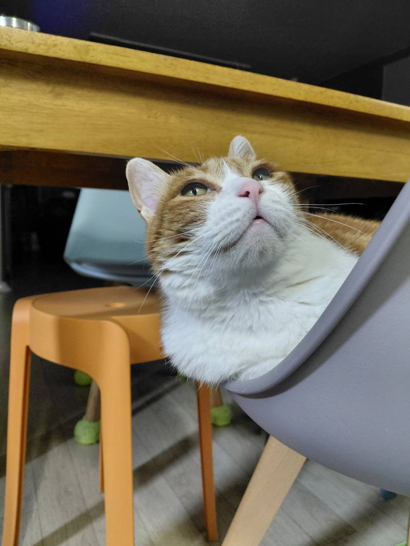 [잡담] 아까 목욕중인 고양이 올렸던 파니인데 목욕후 뽀송해진 냥이도 올려봄 | 인스티즈