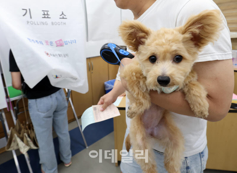 [정보/소식] 2026 지선맞이 투표소 간 강아지들 모음 | 인스티즈