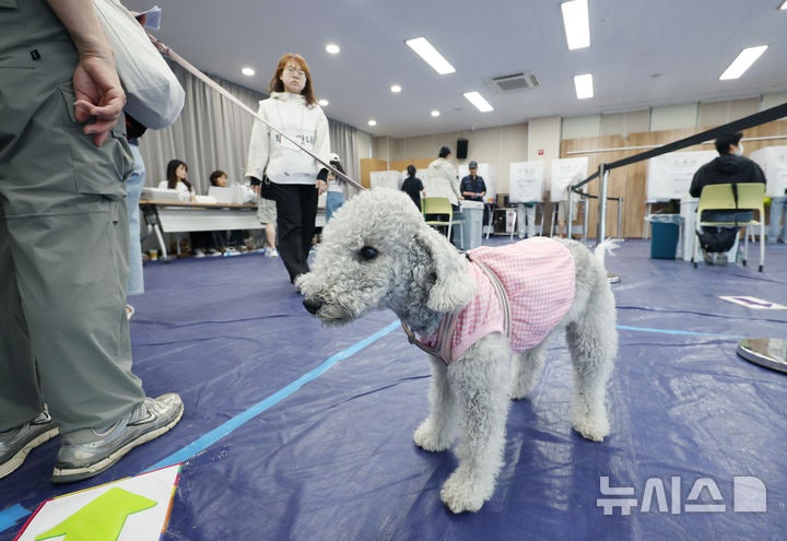 [정보/소식] 2026 지선맞이 투표소 간 강아지들 모음 | 인스티즈