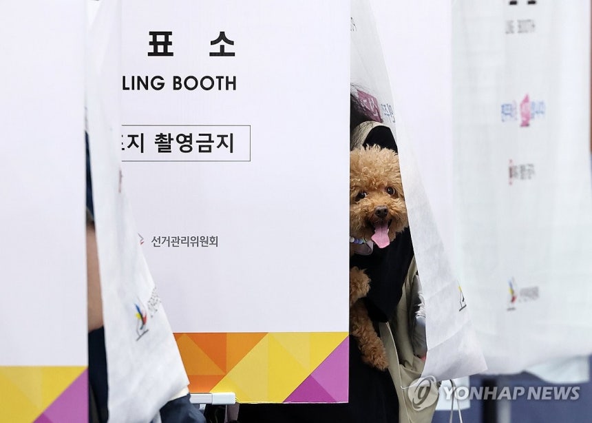 [정보/소식] 2026 지선맞이 투표소 간 강아지들 모음 | 인스티즈