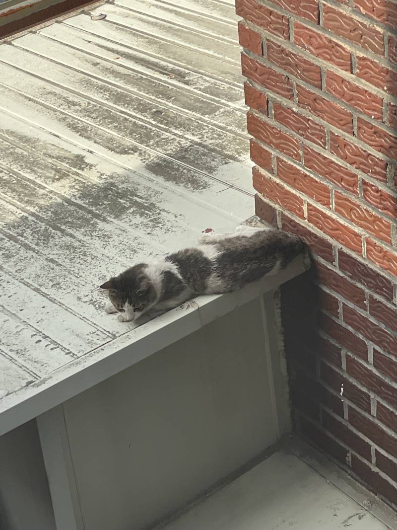 [잡담] 길고양이 녀석 한우육포를 거부하다니 | 인스티즈