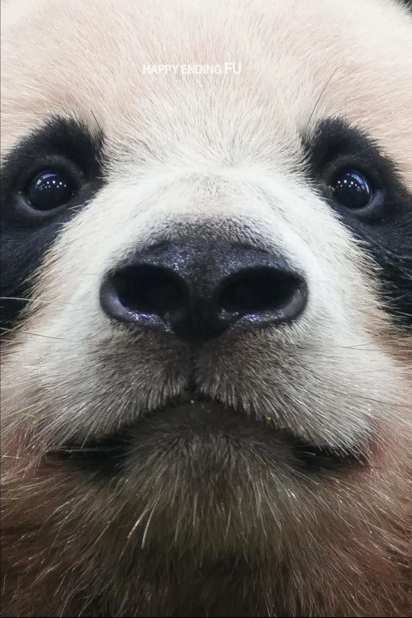 [잡담] 새벽에 올려보는 기여운 동물짤 | 인스티즈