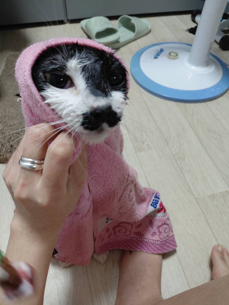 [잡담] 승리기념 오늘의 고양이 목욕짤 | 인스티즈