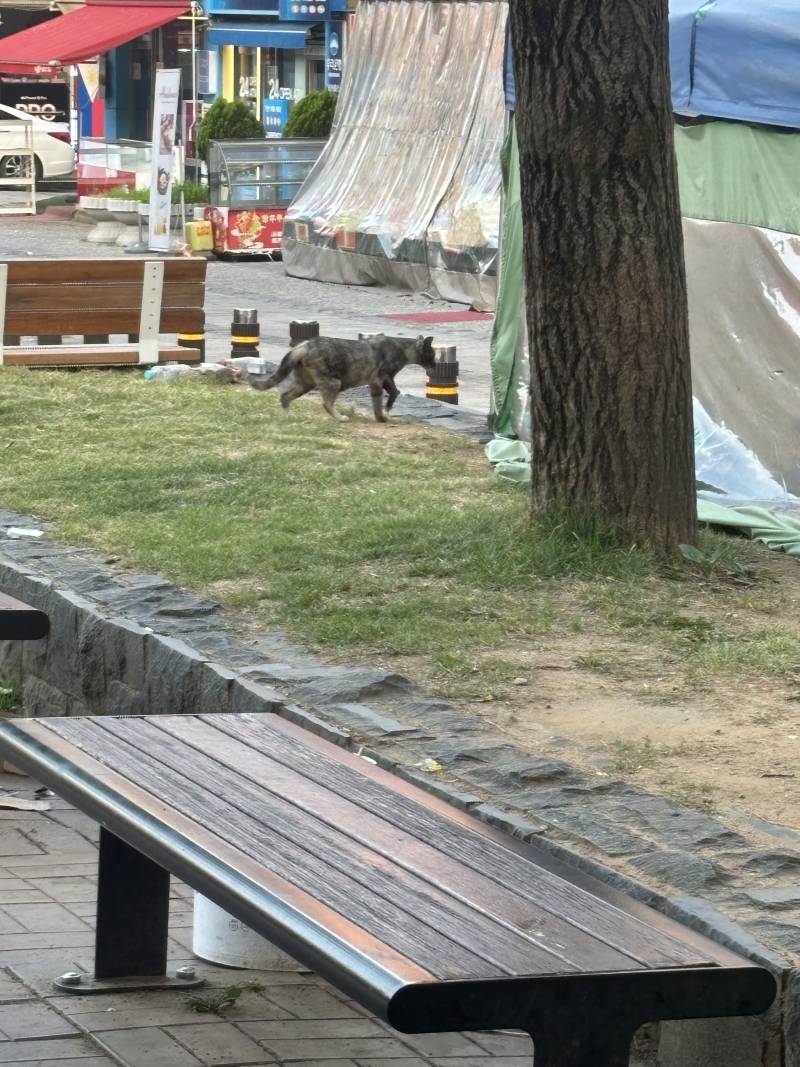 [잡담] 고양이 | 인스티즈
