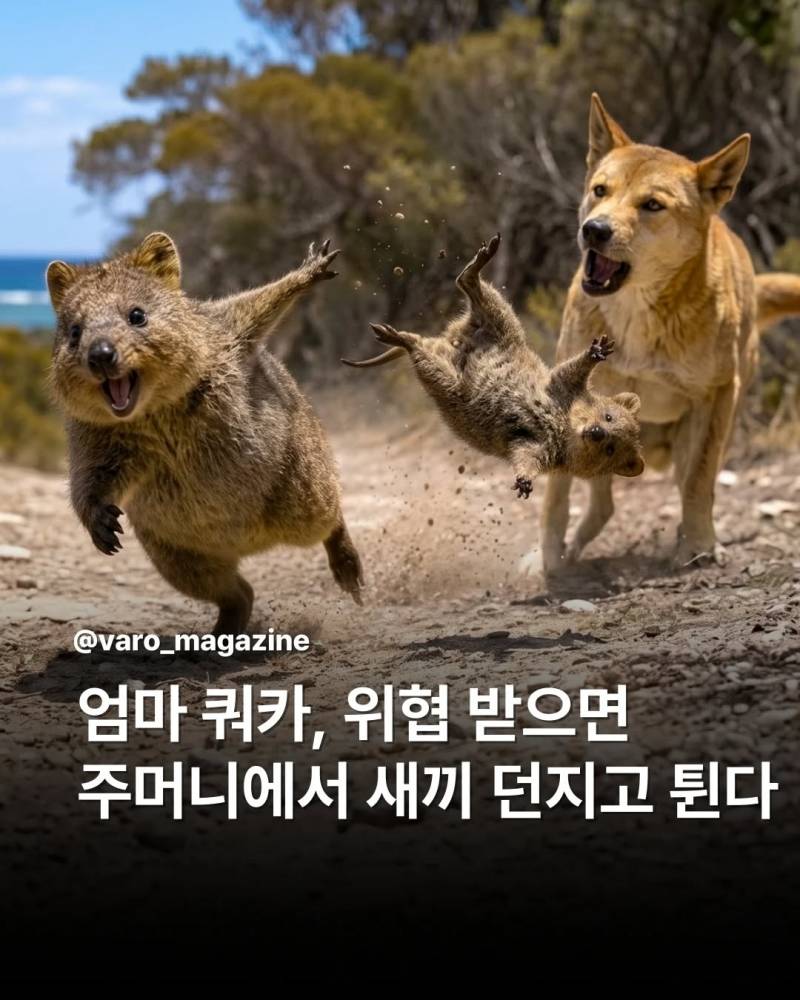 [잡담] 샤갈 쿼카 개웃긴 동물이네 | 인스티즈