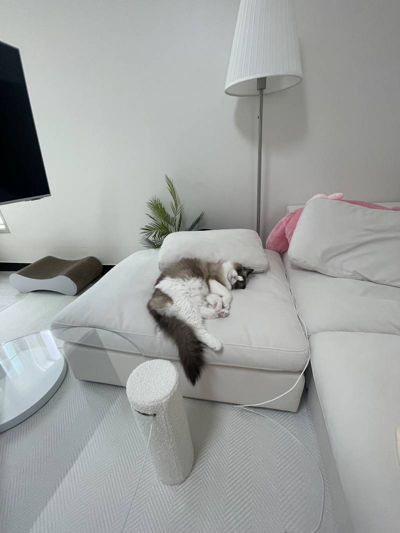 [잡담] 우리 냥이 에어컨 틀어줘서 시원한가봐🤍 | 인스티즈