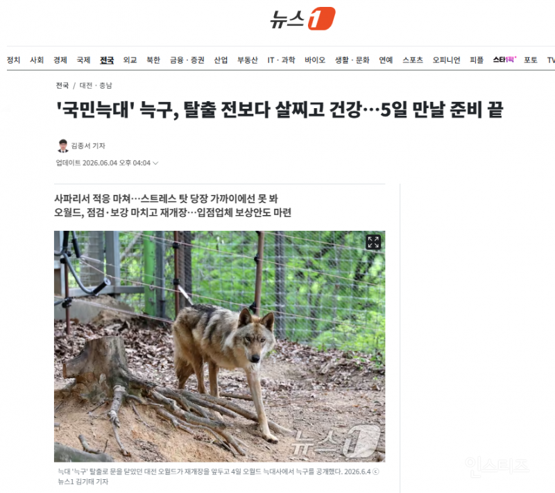 '국민늑대' 늑구, 탈출 전보다 살찌고 건강…5일 만날 준비 끝 | 인스티즈