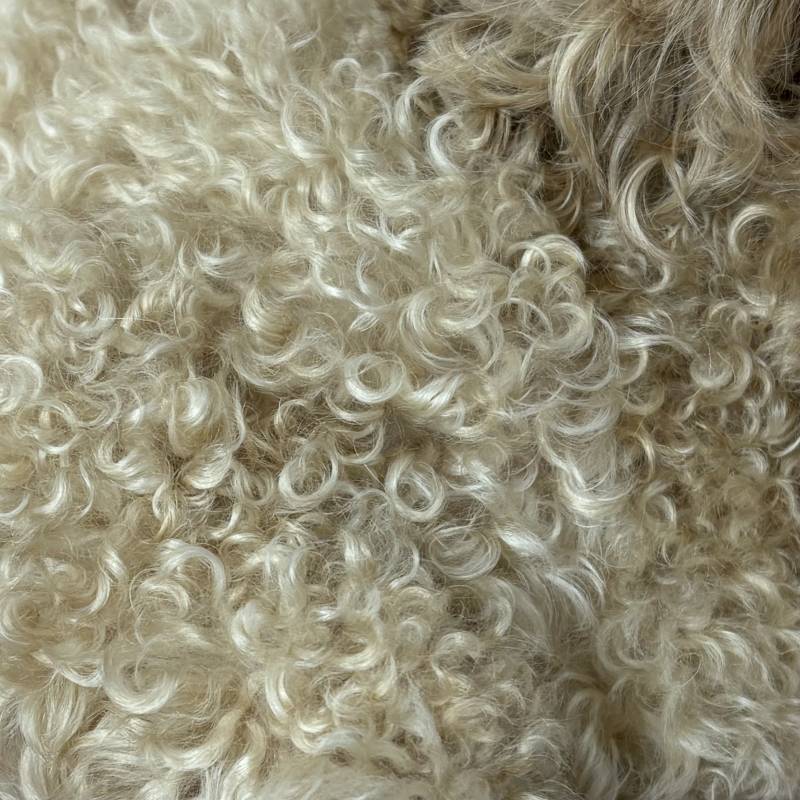 [잡담] 강아지 목욕했다 | 인스티즈