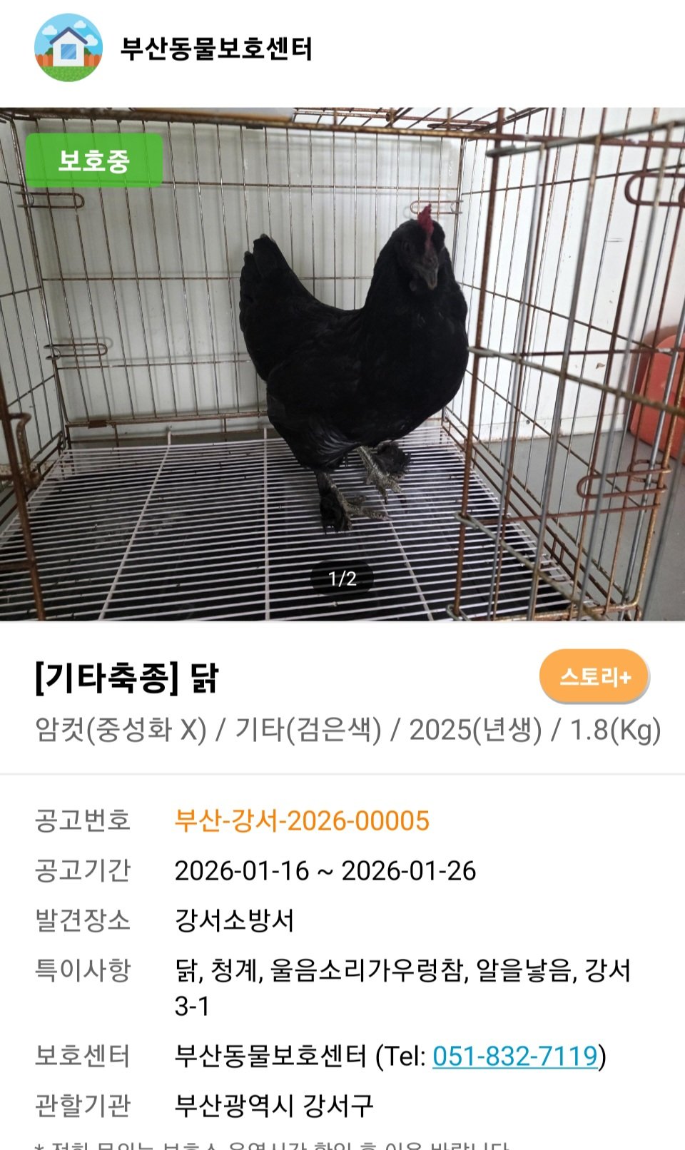 [잡담] 헐 이 유기견 사이트 알고보니 뱀 같은 파충류도 있네? 조류도 이써! | 인스티즈